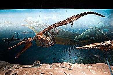 玩家挖掘出《艾尔登法环》游戏角色图鉴：曾有兽人