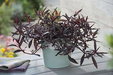 《仙剑世界》9月下旬开启付费测试 年底正式上线