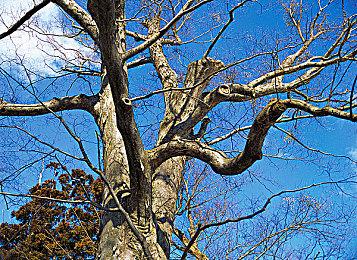 Nintendo Switch™版《超人怪兽农村》公开首批特典情报